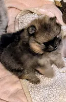 River, a female Pomeranian for sale in North Port, FL – 7 of 10