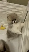 Milli May, a female Pomeranian for sale in North Port, FL – 4 of 4