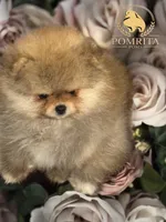 AKC Peaches, a male Pomeranian for sale in North Port, FL – Photo 1 of 10