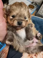 AKC Peaches, a male Pomeranian for sale in North Port, FL – Photo 2 of 6