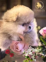 AKC Peaches, a male Pomeranian for sale in North Port, FL – Photo 4 of 10