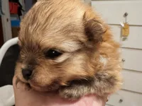 AKC Peaches, a male Pomeranian for sale in North Port, FL – Photo 3 of 6