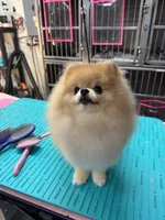 AKC Peaches, a male Pomeranian for sale in North Port, FL – Photo 5 of 6