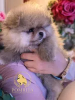 AKC Peaches, a male Pomeranian for sale in North Port, FL – Photo 2 of 10