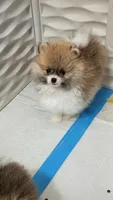 Milli May, a female Pomeranian for sale in North Port, FL – 2 of 4