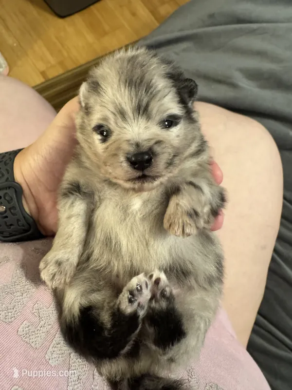 Finn – Pomeranian puppy for sale in North Port, FL