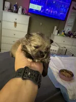 Ollie, a male Pomeranian for sale in North Port, FL – 6 of 9
