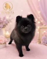 Opal, a female Pomeranian for sale in North Port, FL – 5 of 5