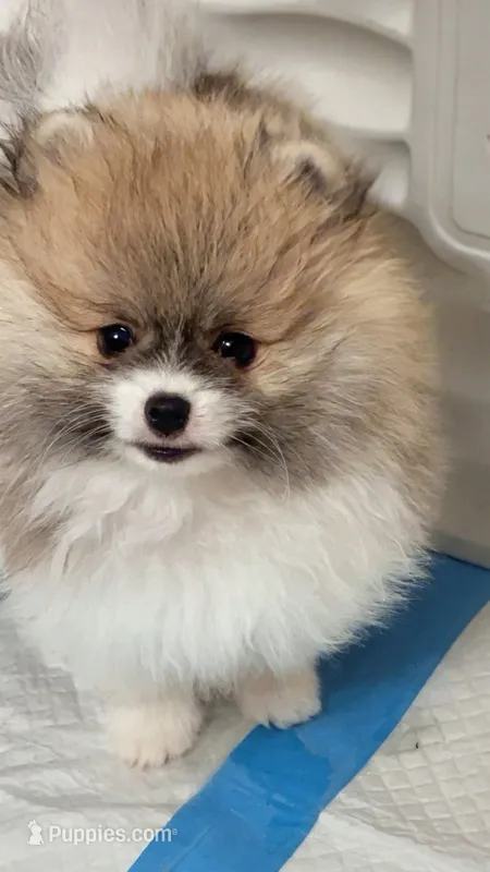 Milli May – Pomeranian puppy for sale in North Port, FL