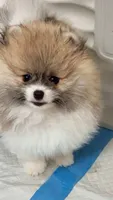 Milli May, a female Pomeranian for sale in North Port, FL – 3 of 4