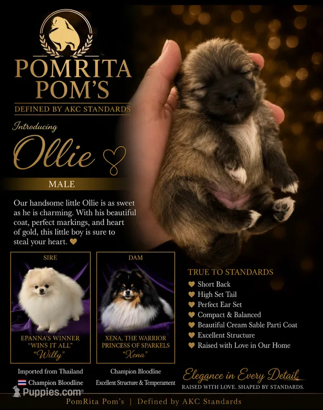 Ollie – Pomeranian puppy for sale in North Port, FL