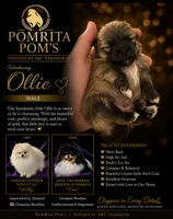 Ollie, a male Pomeranian for sale in North Port, FL – 1 of 1