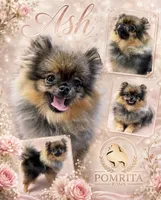 Ash, a female Pomeranian for sale in North Port, FL – 2 of 2
