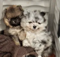 Finn, a male Pomeranian for sale in North Port, FL – 3 of 10