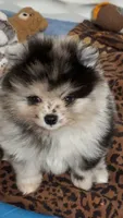 Teddy, a male Pomeranian for sale in North Port, FL – 2 of 10