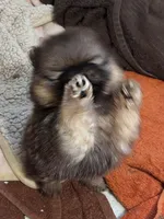 River, a female Pomeranian for sale in North Port, FL – 6 of 10