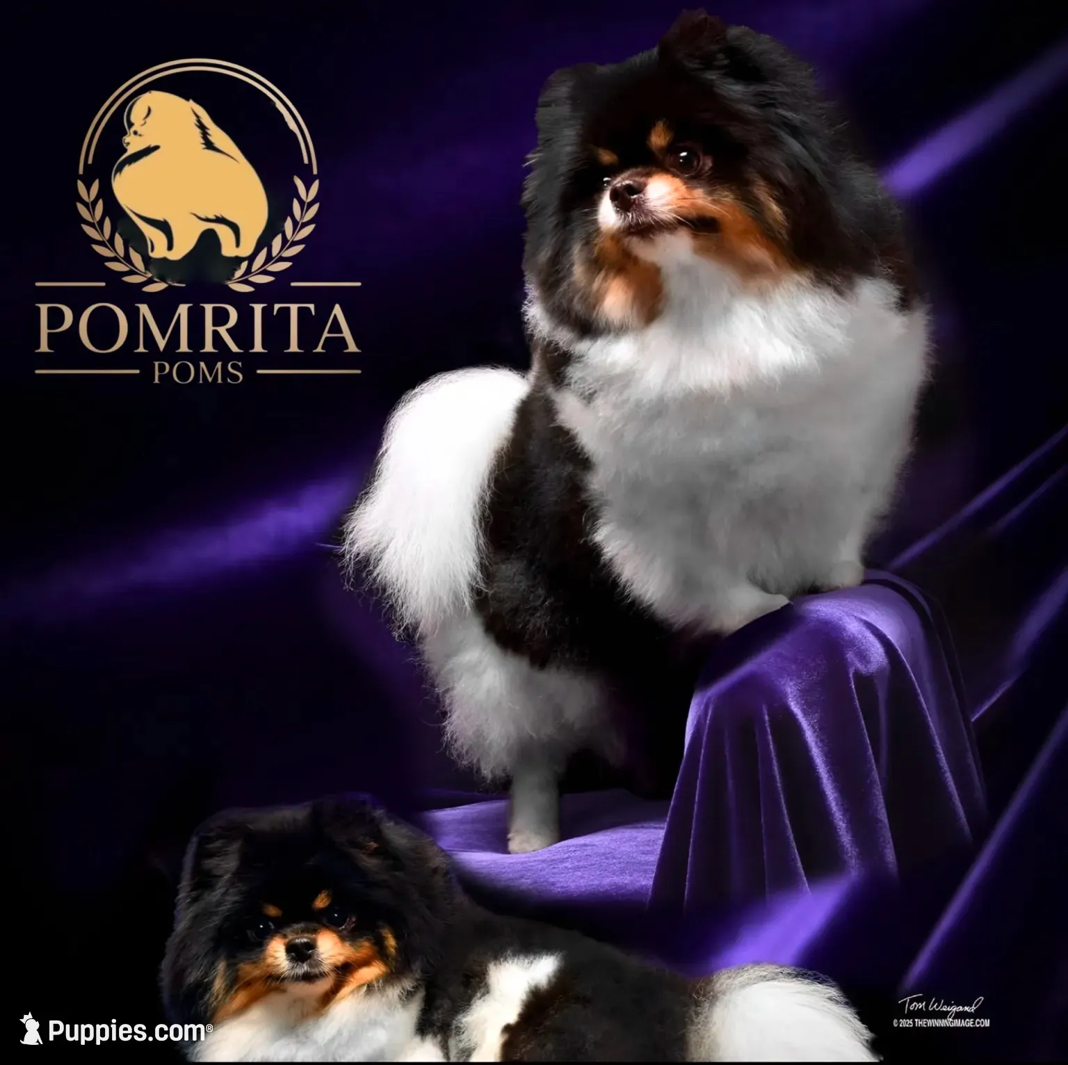 Daisey , a female Pomeranian for sale in North Port, FL – 8 of 10