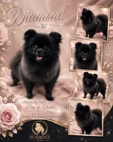 Diamond , a female Pomeranian for sale in North Port, FL – 2 of 6