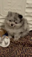 Finn, a male Pomeranian for sale in North Port, FL – 8 of 10