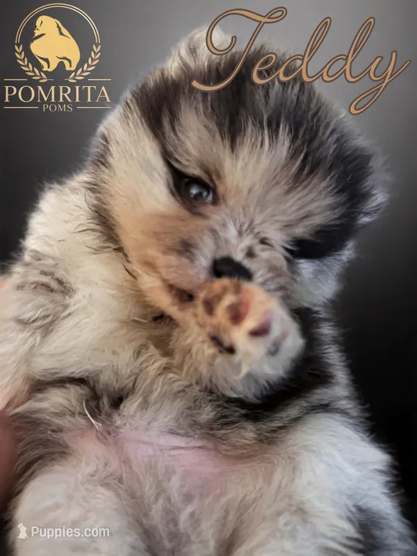 Teddy – Pomeranian puppy for sale in North Port, FL