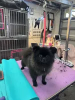 Diamond , a female Pomeranian for sale in North Port, FL – 5 of 5