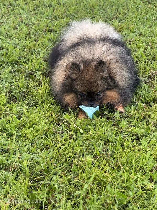 Ash – Pomeranian puppy for sale in North Port, FL