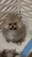 Toby, a male Pomeranian for sale in North Port, FL – 2 of 4