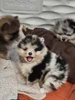 Teddy, a male Pomeranian for sale in North Port, FL – 6 of 10