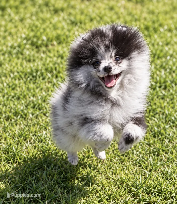 Teddy – Pomeranian puppy for sale in North Port, FL