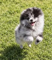 Teddy, a male Pomeranian for sale in North Port, FL – 1 of 6