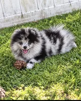 Teddy, a male Pomeranian for sale in North Port, FL – 3 of 6