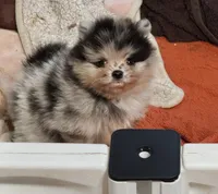 Teddy, a male Pomeranian for sale in North Port, FL – 8 of 10