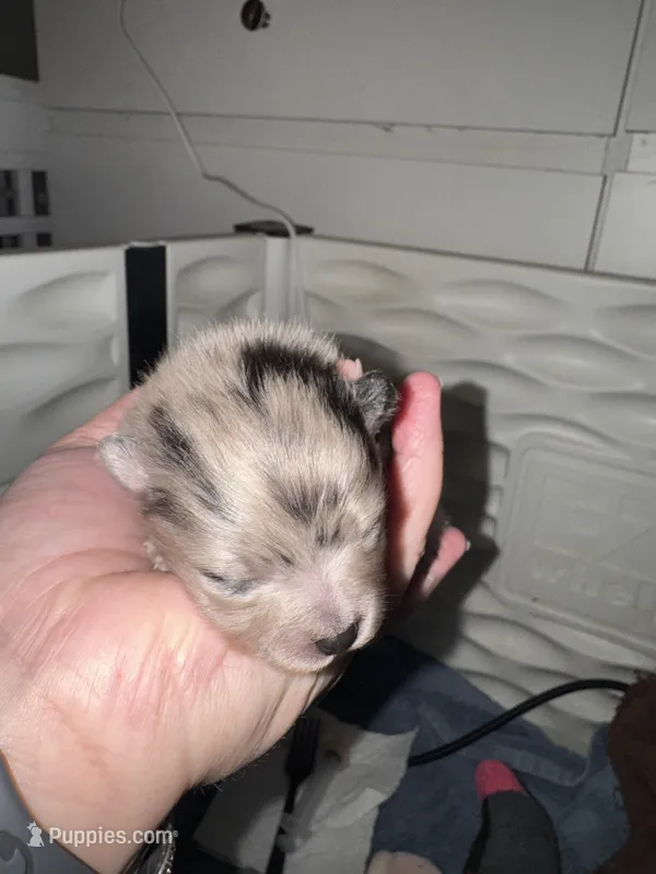 Finn – Pomeranian puppy for sale in North Port, FL