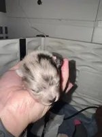 Finn, a male Pomeranian for sale in North Port, FL – 1 of 10