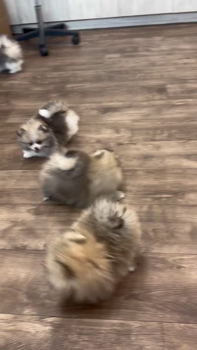 Milo, a male Pomeranian for sale in North Port, FL – 6 of 6