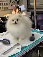 Milo, a male Pomeranian for sale in North Port, FL – 8 of 10