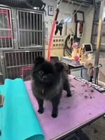 Diamond , a female Pomeranian for sale in North Port, FL – 2 of 5
