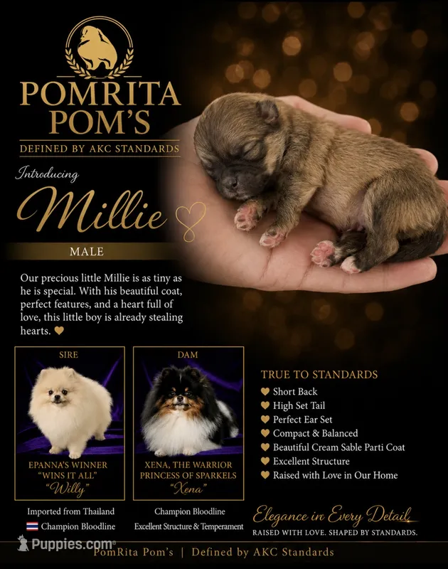 Millie – Pomeranian puppy for sale in North Port, FL