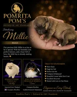 Millie, a male Pomeranian for sale in North Port, FL – 1 of 2