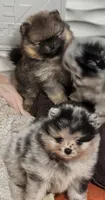 Teddy, a male Pomeranian for sale in North Port, FL – 5 of 10
