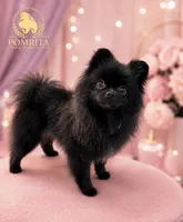 Opal, a female Pomeranian for sale in North Port, FL – 4 of 5