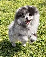 Teddy, a male Pomeranian for sale in North Port, FL – 4 of 6