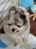 Finn, a male Pomeranian for sale in North Port, FL – 4 of 10