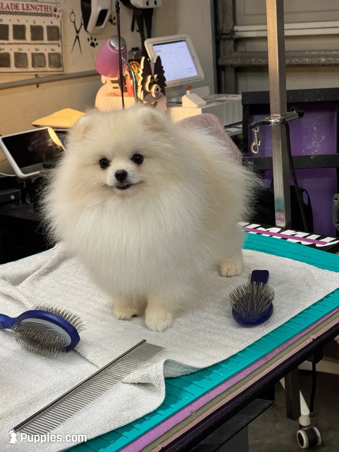 Daisey , a female Pomeranian for sale in North Port, FL – 9 of 10