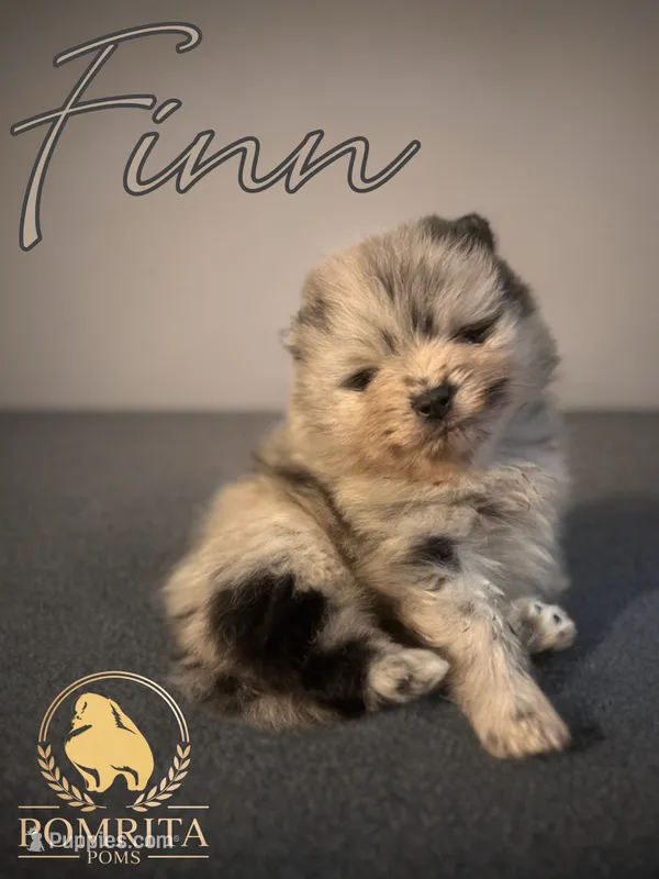 Finn – Pomeranian puppy for sale in North Port, FL