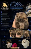 Ollie, a male Pomeranian for sale in North Port, FL – 2 of 9