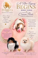 Daisey , a female Pomeranian for sale in North Port, FL – 2 of 10