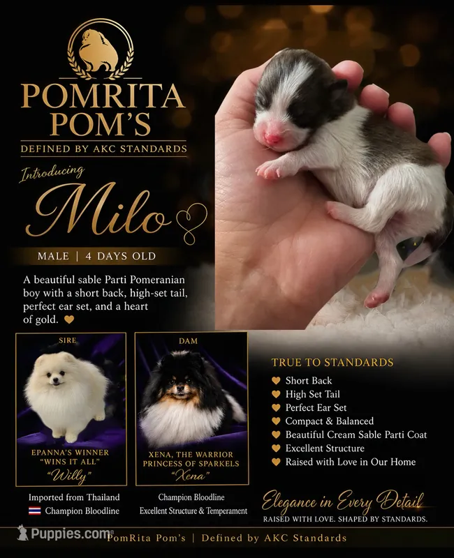 Milo – Pomeranian puppy for sale in North Port, FL