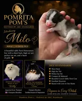 Milo, a male Pomeranian for sale in North Port, FL – 1 of 10