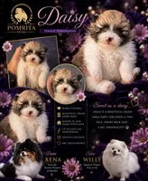 Daisey , a female Pomeranian for sale in North Port, FL – 2 of 10